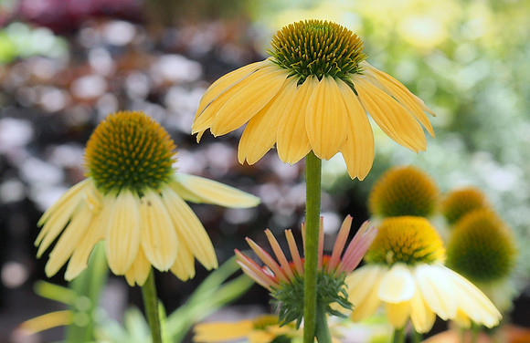 Yellow Coneflowers