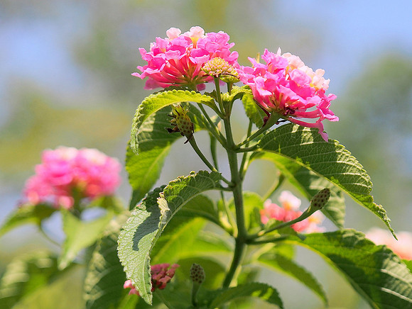 Pink Lantana