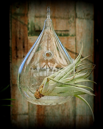 Spreading Airplant