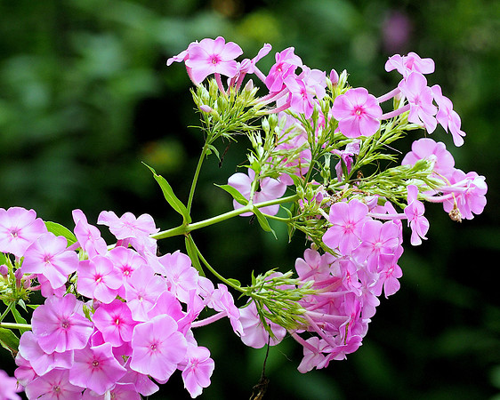 Pink Garden Phlox