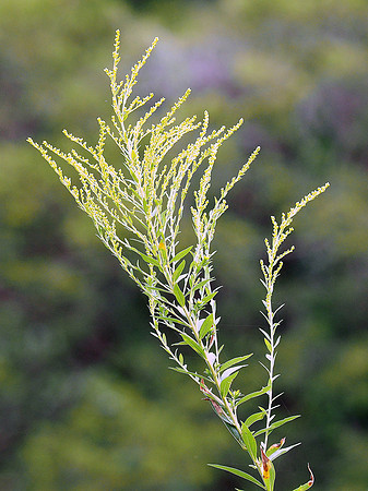 Goldenrod