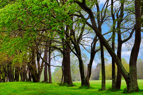 Grand trees against blue sky