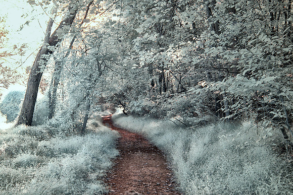 Shaded Path through the Trees