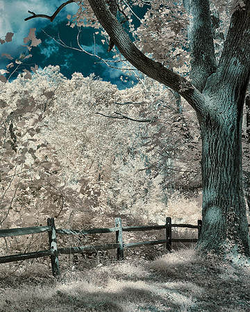 Tyler State Park Sunlit Post and Rail Fence by Tree