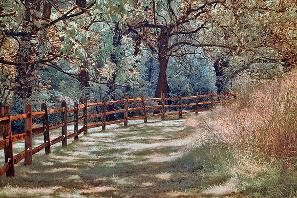 Sunlit Wooded Trail