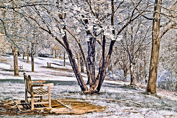Park Benches in the Woods