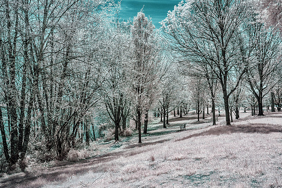 Trees by Lake Luxembourg