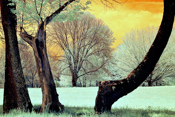 Trees Against Yellow Sky Through Bended Trunk