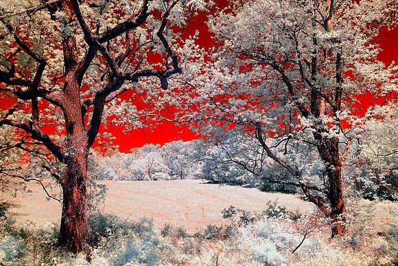Two Trees Frame Pennypack Field