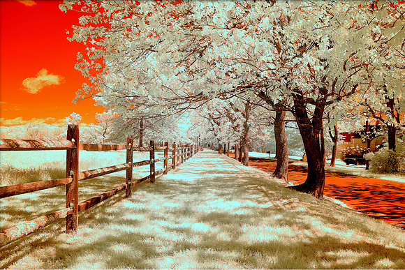 Tree Lined Fence by Golden Meadow