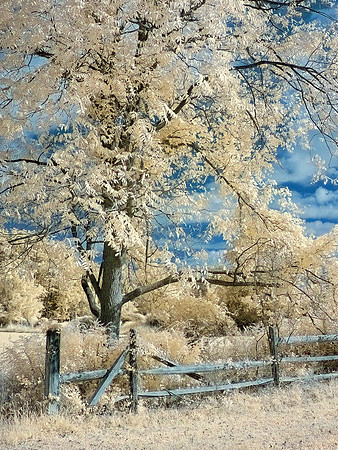 Ivory Tree against Blue Clouded Sky