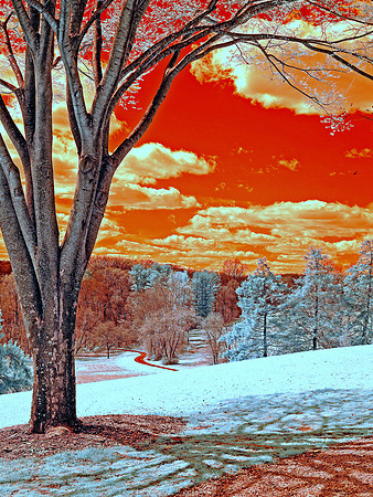 Park Setting against Burnt Orange Sky