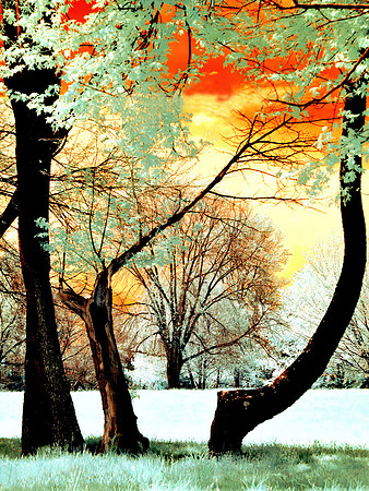 Golden Yellow-Orange Sky through Bended Tree