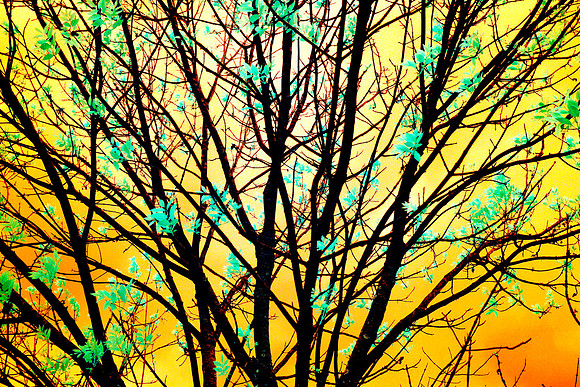 Sunlight Through Tree Branches