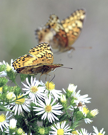 Great Spangled Fritillary Butterfly