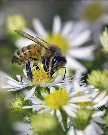 Honeybee at Work