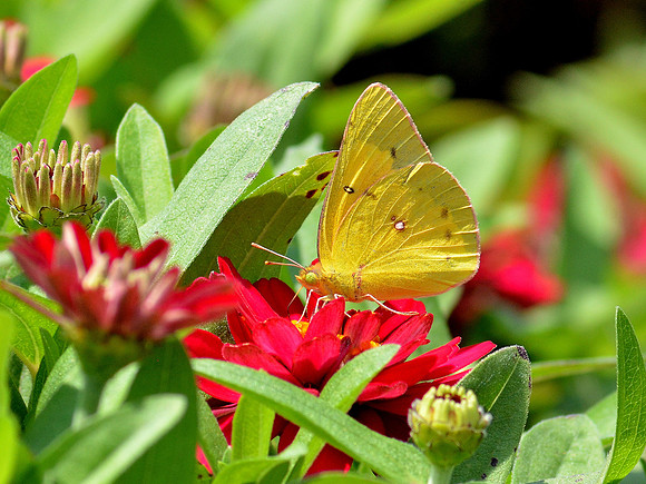 Orange Sulphur (Colias Erytheme)
