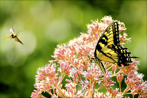 Eastern Tiger Swallowtail on Common Milkweed
