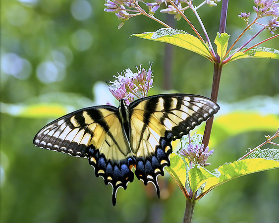 Swallowtail Milkweed Supper