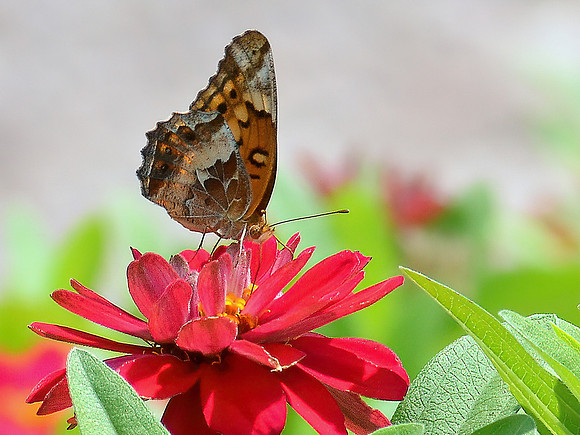 Common Buckeye Butterfly on Red Zinnia
