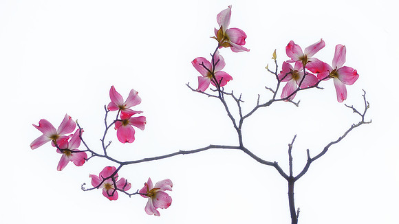 Flowering Dogwood 1