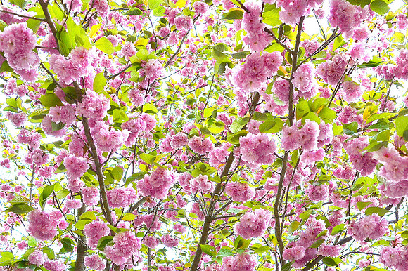 Sunlit Japanese Cherry