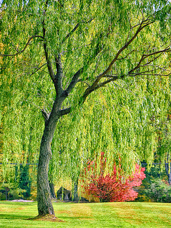 PerkasieMarkeyPark01_12x16