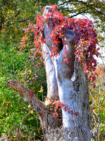 PerkasieMarkeyPark02_12x16